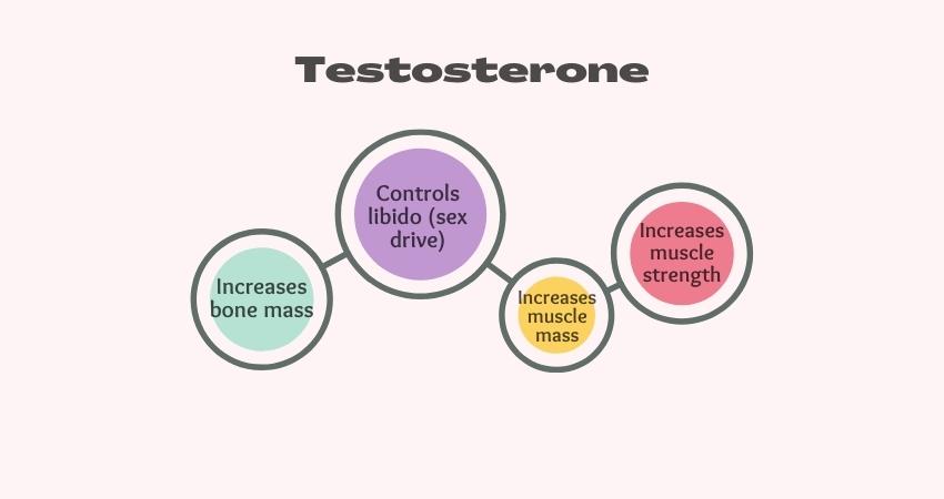 Why We Should Take Testosterone: Benefits 