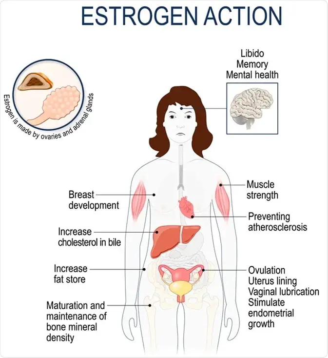 estrogen level